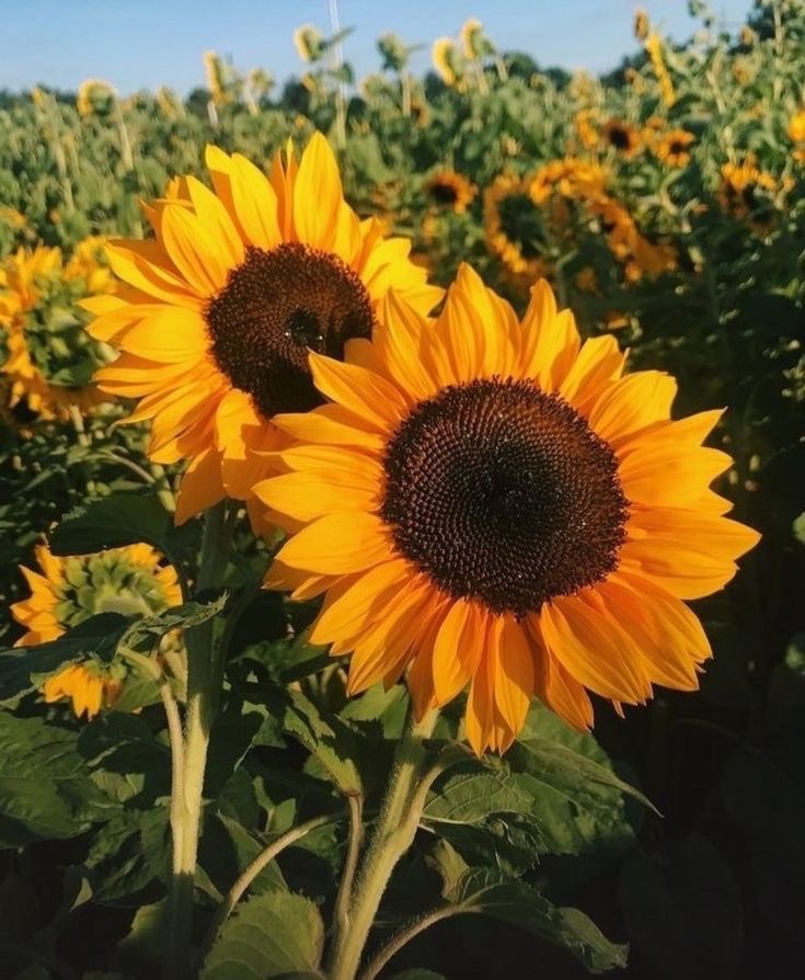 SUNFLOWER 🌻 tweet media