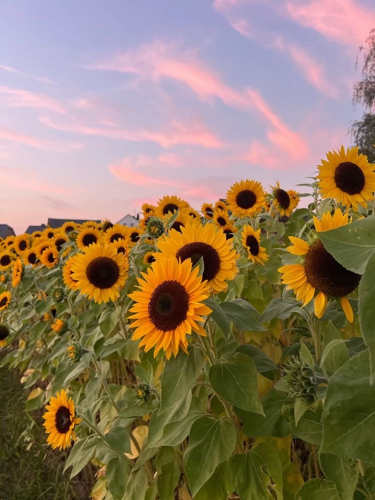 SUNFLOWER 🌻 tweet media