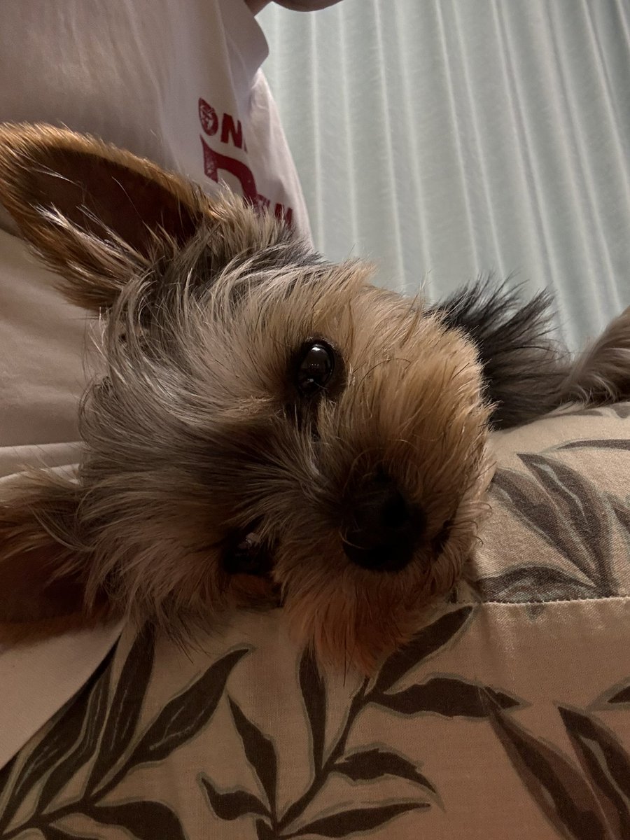 しぃ♡　ヨーキー ヨーキー - Search / X