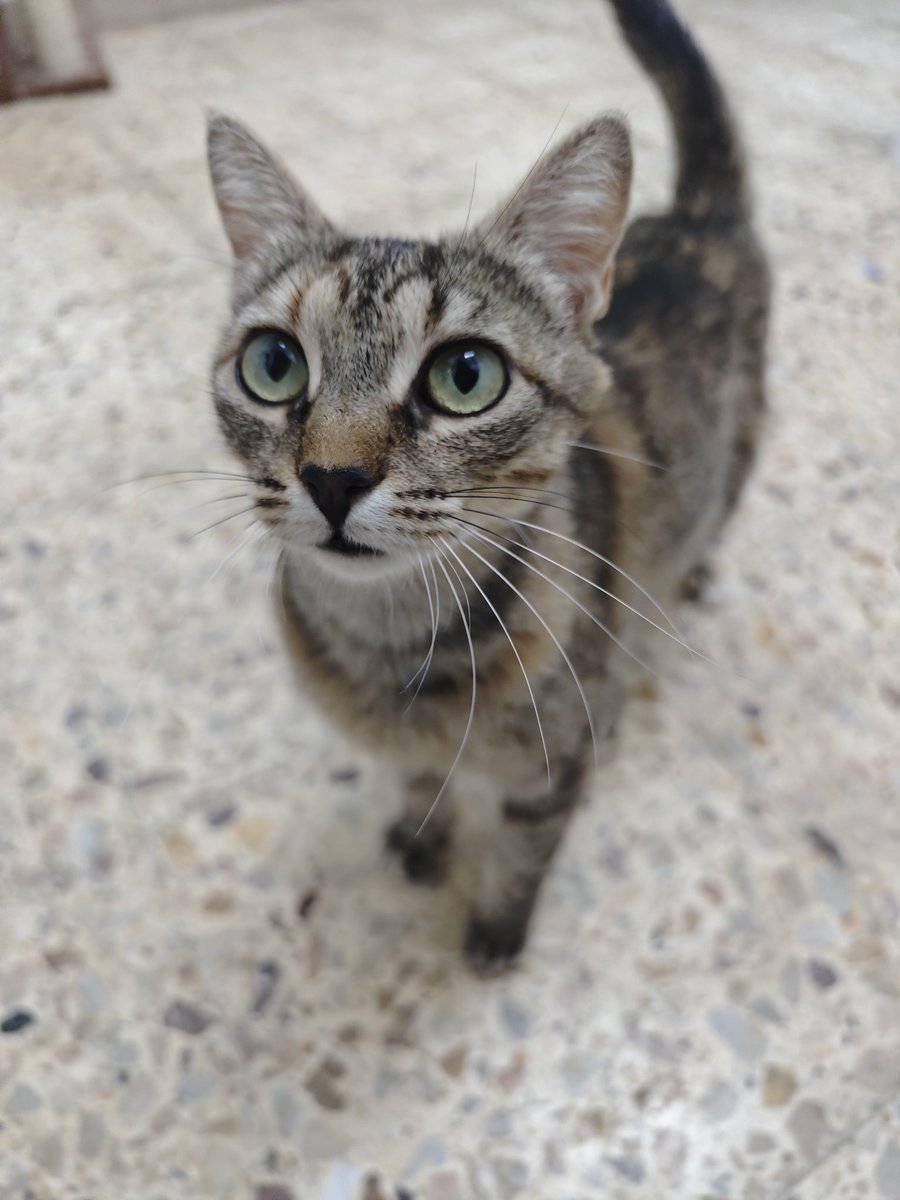 Neinei_art's tweet image. Holi, somos Chanel y Chloé.
Mamá e hija y nos queremos ir adoptadas juntas. 

Vivimos cerca de Barcelona y somos dos gatas falderas. Nos encanta que nos mimen y mimarnos entre nosotras.

Si le das a compartir multiplicas nuestras posibilidades de encontrar un hogar