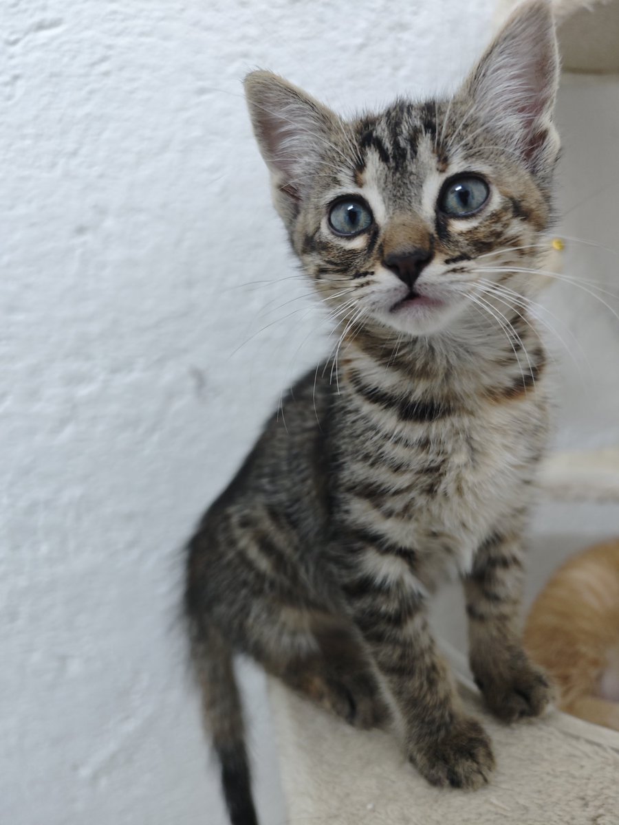 Holi, somos Chanel y Chloé.
Mamá e hija y nos queremos ir adoptadas juntas. 

Vivimos cerca de Barcelona y somos dos gatas falderas. Nos encanta que nos mimen y mimarnos entre nosotras.

Si le das a compartir multiplicas nuestras posibilidades de encontrar un hogar