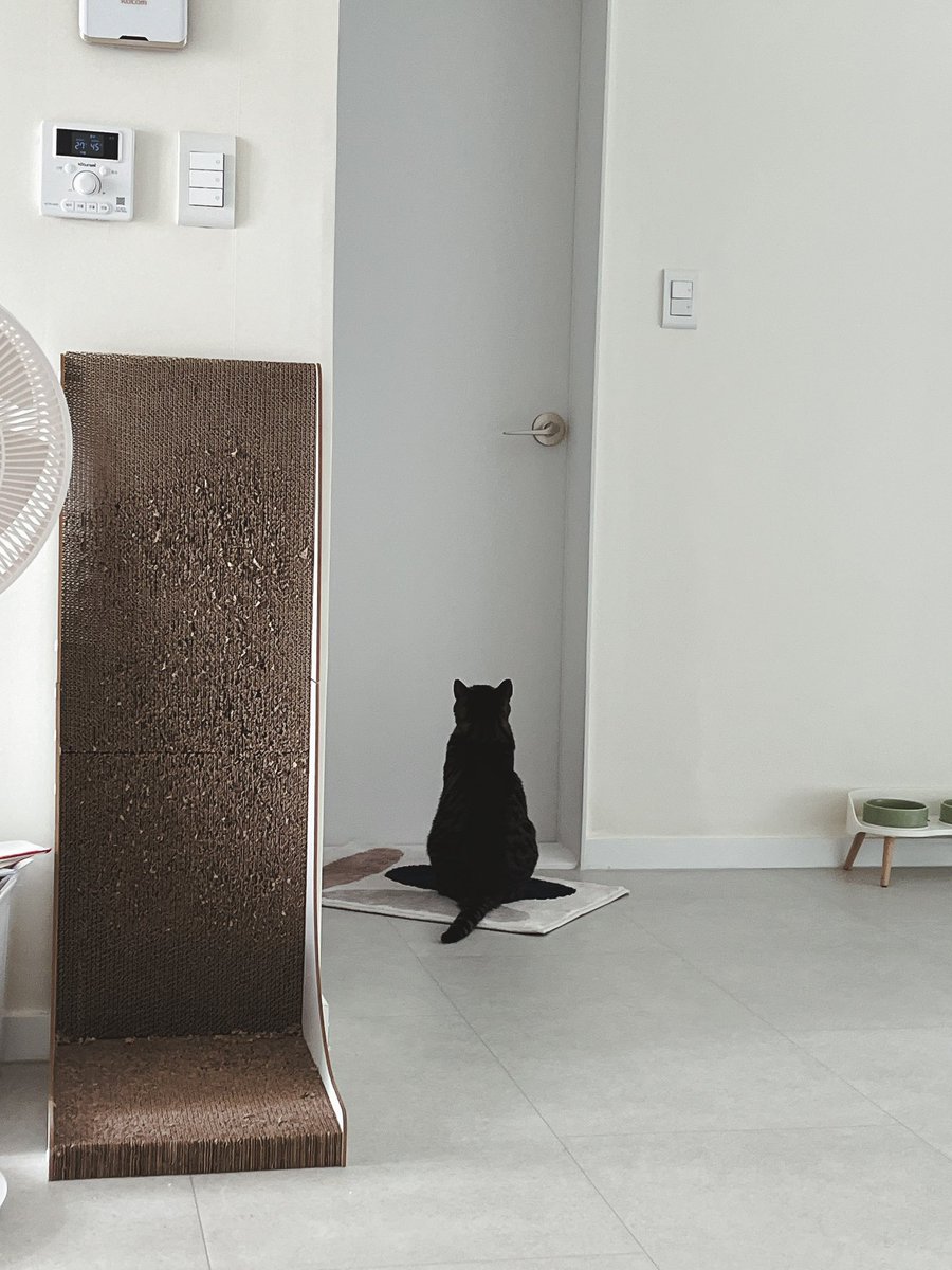 너는 정말 귀여운 고양이