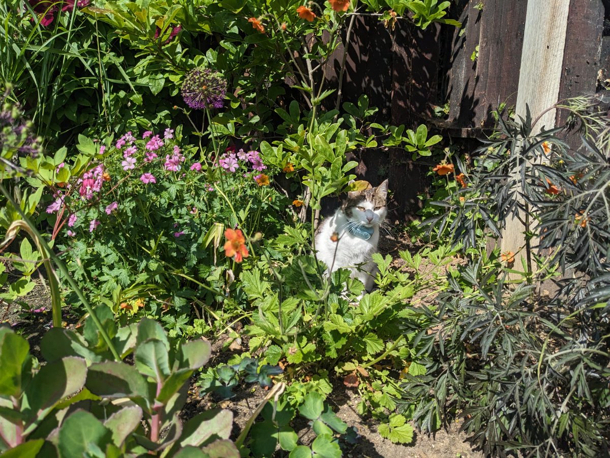 IvanandFelix's tweet photo. Exqueeze me, who did you say is the most beautiful thing in the garden?? 😻😻
Yes, it's me, Felix! ❤️🌻
#CatsOfTwitter #CatsOnX #PrettyFlower #CutestKit https://t.co/tYH4yjKXes