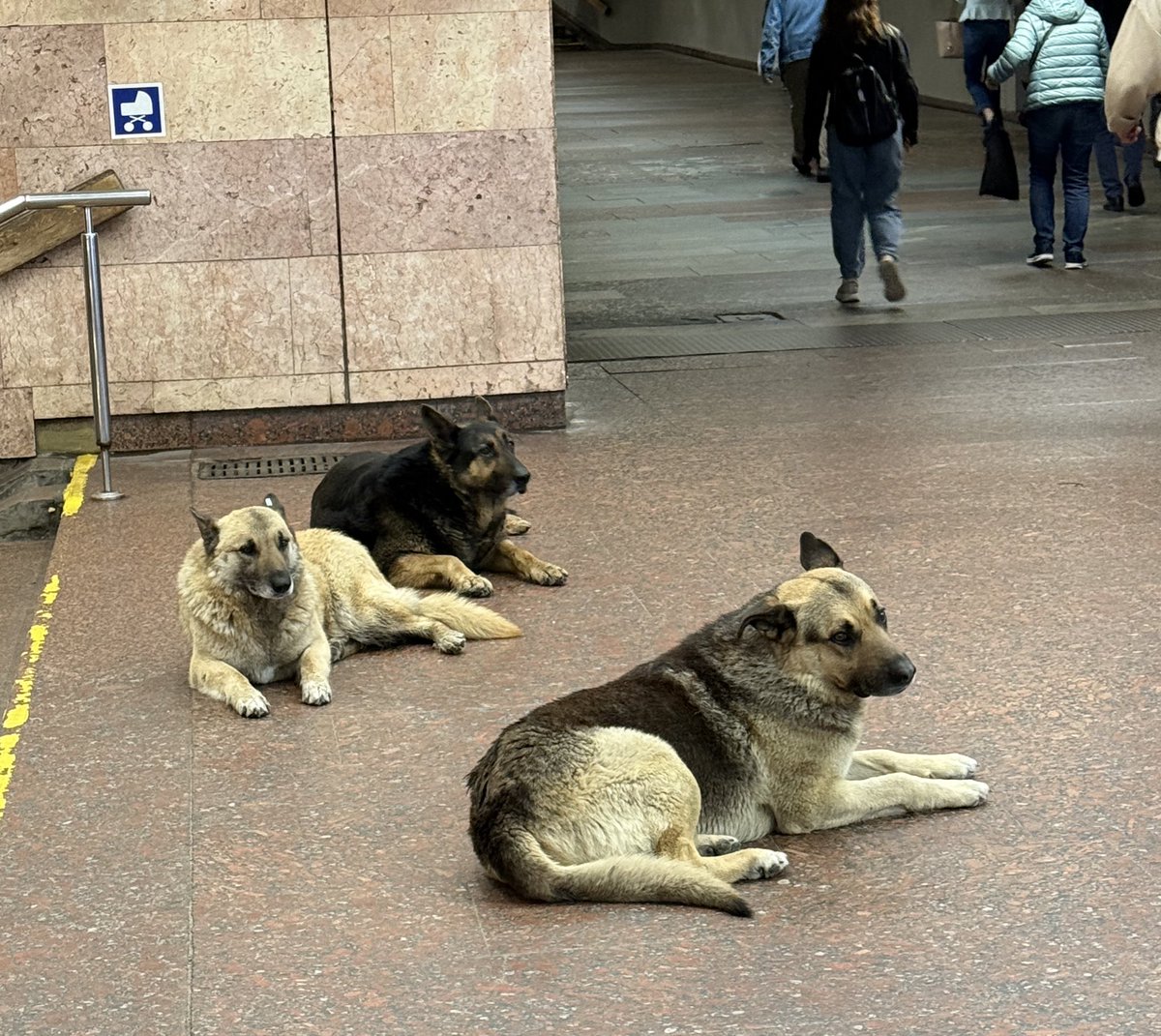 шукаю 3000 людей, які скинуть по 100 грн і ми закриємо збір, і я куплю РЕБи 🥹

це ж не так і багато людей, правда?)
показую вам милих песиків для привернення уваги!

send.monobank.ua/jar/8DXQR5NU5k