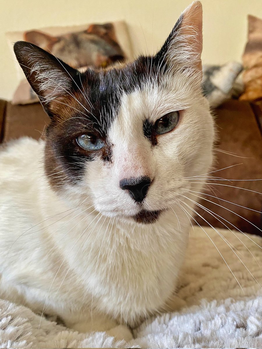 Prince Charming Rudi. #CatsOfTwitter #Caturday