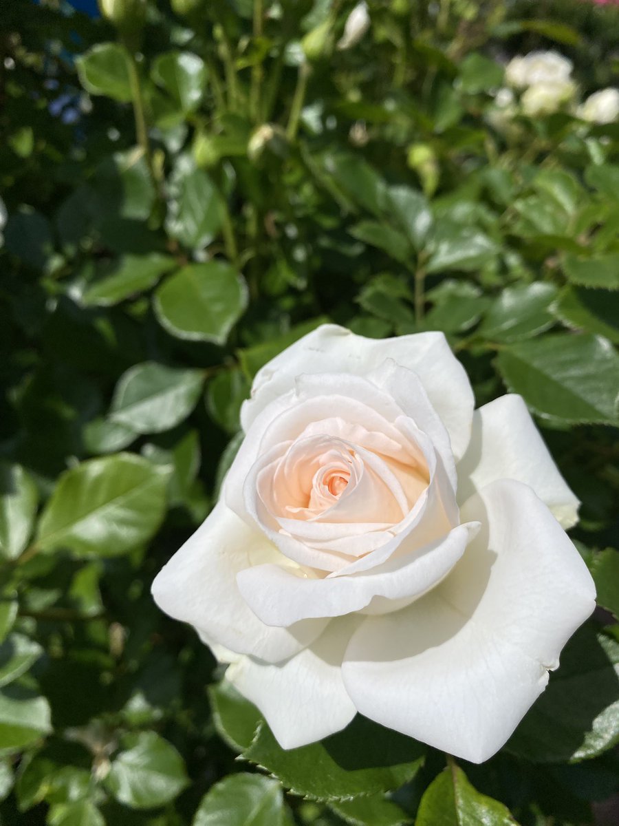 Goodbye May, Welcome June

こんばんは🙇‍♂️

寒い一日でした🥶

今日も一日お疲れ様でした🙇‍♂️

今日も一日に感謝して🙏

6月も体調管理を万全に

安全と健康第一

I wish for a peaceful world 🕊️

仕事帰りに訪れた公園に咲く

眩しい笑顔が素敵な薔薇さん🤗

Rose Bridal Fantasy✨