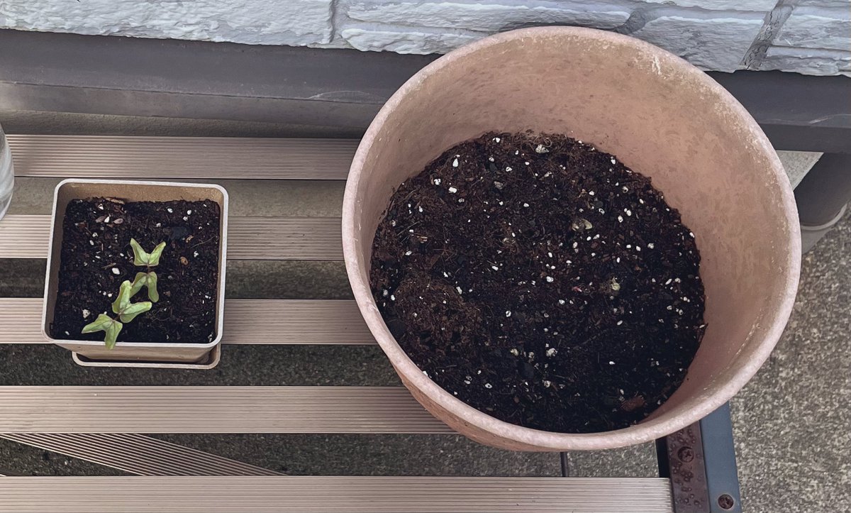 7日目👀（ﾂｲｰﾖ忘れ）

グラタン2号、3号の葉っぱが開きました🌱

 #ワイの朝顔