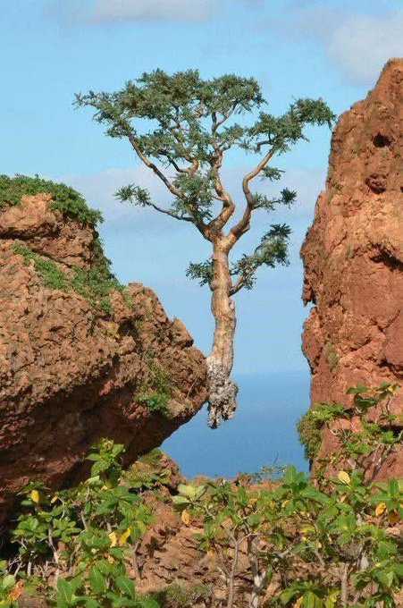 Life finds a way

[📍 Socotra, Yemen]