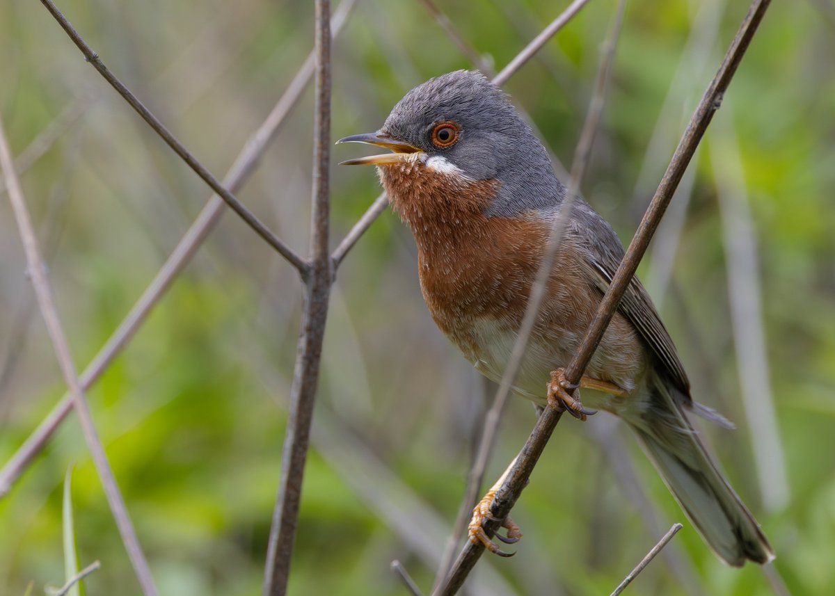 _TCartz's tweet image. Great to see so many Eastern Subalpine Warblers whilst on Lesvos, wherever we visited, they were present. This particular male by Molivos Reservoir was particularly showy.
macaulaylibrary.org/asset/636768145