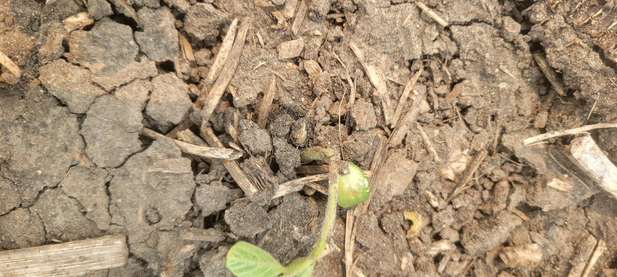 If your beans were above ground when the wind and blowing soil hit, your beans were affected.
