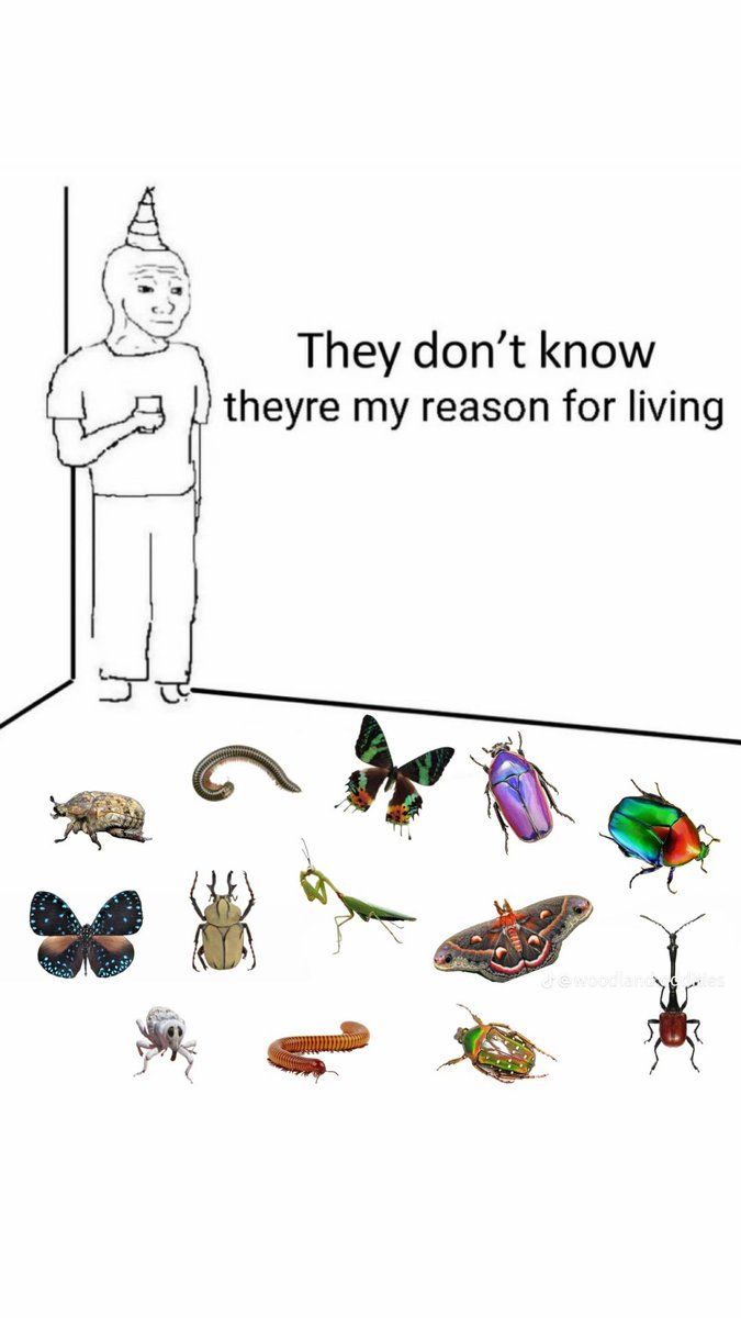 0rthoptera's tweet photo. https://t.co/O6X1lxip8P