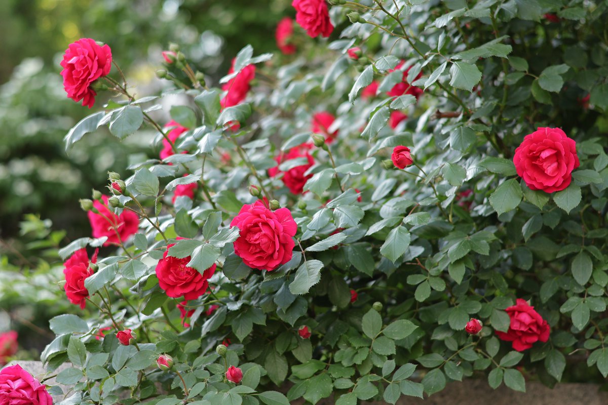 올해는 장미촬영을 못했구나..
언젠가는 할 수 있겠지,,
(아쉽지만 동네 장미라도 구경ㅇ.ㅜㅠ)