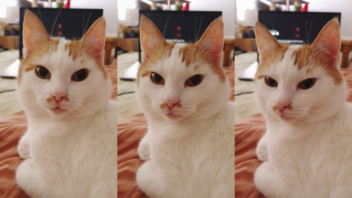 "That's enough! I said one photo!" 🤭

#Merlin #kissat