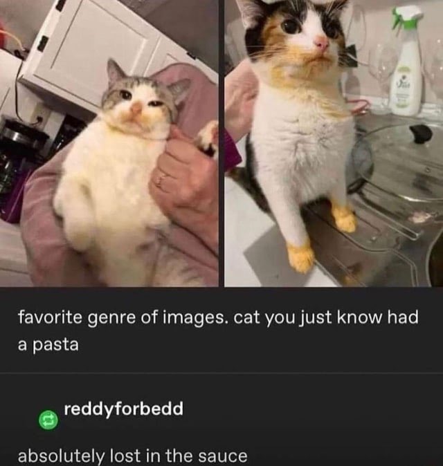 Sir Schmorp (@sirschmorp) on Twitter photo <a href="/Catsillyness/">smol silly cat</a> Hereโs the ACTUAL version of this post because they ai filtered this for some reason <a href="/Catsillyness/">smol silly cat</a> Hereโs the ACTUAL version of this post because they ai filtered this for some reason