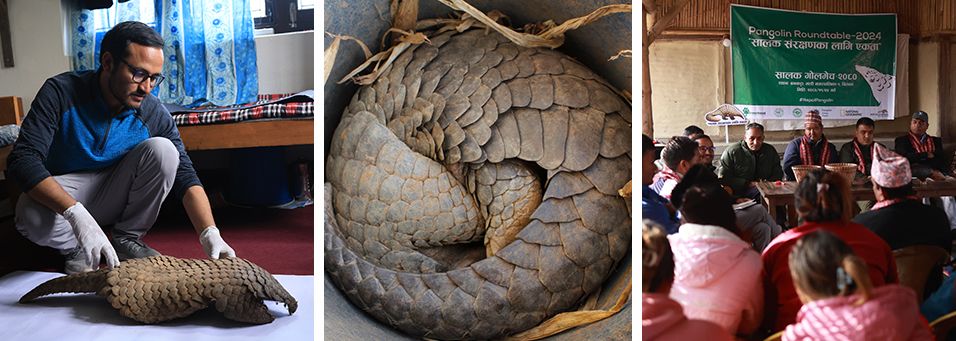 Global Initiative (@gi_toc) on Twitter photo 🏆 Our partner <a href="/kmrpaudel/">Kumar Paudel</a>—Resilience Fund fellow in 2022—is one of this year’s winners of the prestigious Future For Nature Award!
👏His pioneering work to protect pangolins in Nepal is a model for conservation across Asia and beyond.
🌏🦔More here:buff.ly/XAVyLmA 🏆 Our partner <a href="/kmrpaudel/">Kumar Paudel</a>—Resilience Fund fellow in 2022—is one of this year’s winners of the prestigious Future For Nature Award!
👏His pioneering work to protect pangolins in Nepal is a model for conservation across Asia and beyond.
🌏🦔More here:buff.ly/XAVyLmA