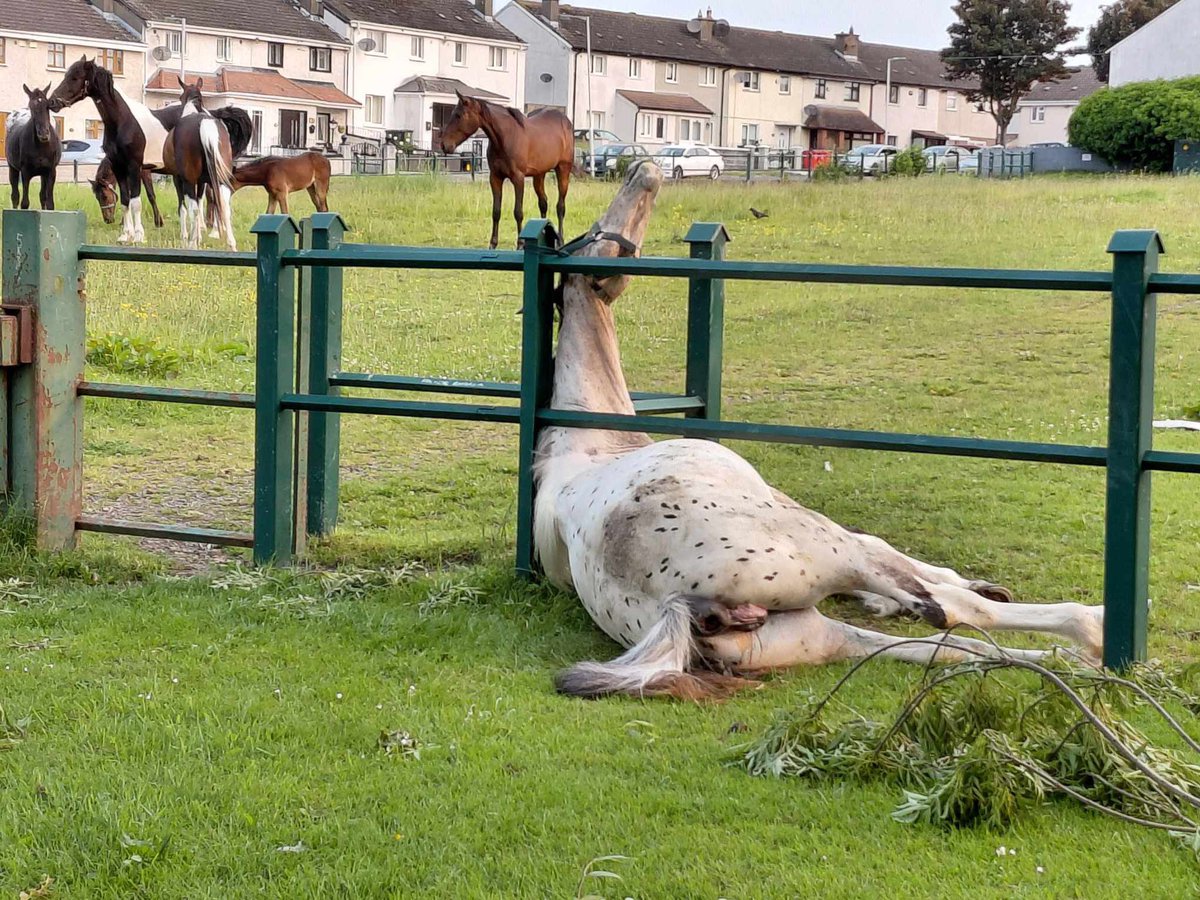 PLEASE BE WARNED, VERY SAD GRAPHIC IMAGE 💔💔💔🤬🤬🤬

💔💔💔💔💔

🤬🤬🤬🤬🤬

💔💔 Today’s IRELAND — Left to Die in Tolka Park, Finglas, Dublin💔💔

Bank Holiday morning in Tolka Park. A man walking his dog can’t believe what he is seeing 💔
Against a fence lies a beautiful grey