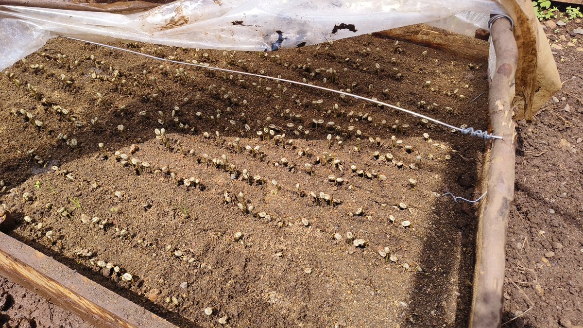 Cleotilda Jemutai (@cleotildaj) on Twitter photo 5 Weeks after sowing my Coffee Seeds.
We trusted the process, ensuring proper management at every stage.
<a href="/ZurriCoffee/">ZurriiCoffee</a> we hold your hand from the nursery establishment to the market l.
#KilimoSpace
#YoungFarmersAssociation
#Coffefarming 5 Weeks after sowing my Coffee Seeds.
We trusted the process, ensuring proper management at every stage.
<a href="/ZurriCoffee/">ZurriiCoffee</a> we hold your hand from the nursery establishment to the market l.
#KilimoSpace
#YoungFarmersAssociation
#Coffefarming