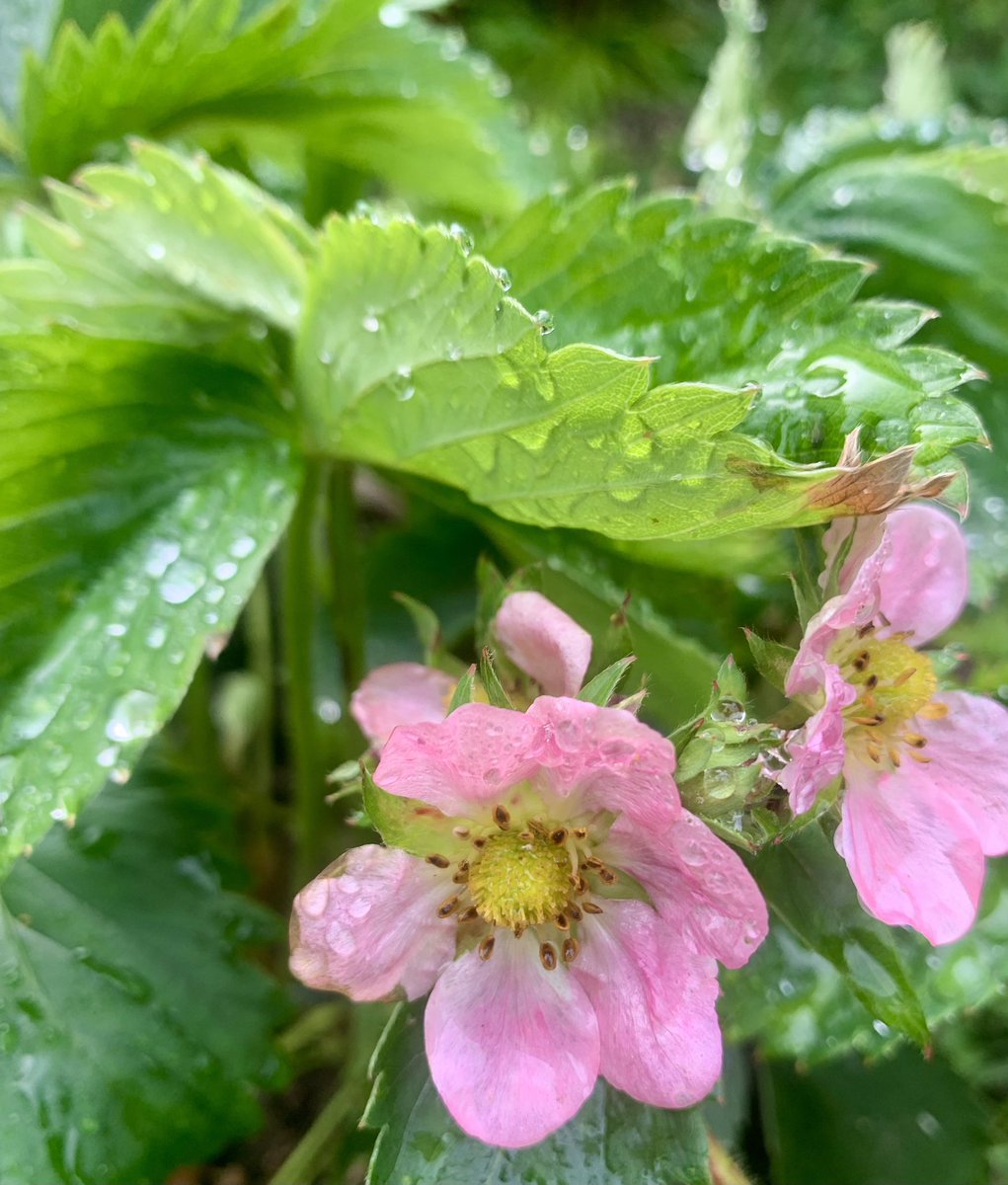 Rain kissed pink flowers
Each pearl nurtures a promise
Of red strawberries.

#HaikuSaturday #haiku