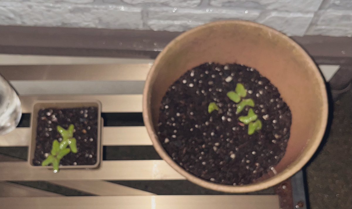 8日目👀

雨なので水やりなし☺︎
ハニワ鉢に土を増やしました。いい調子です☺︎

 #ワイの朝顔