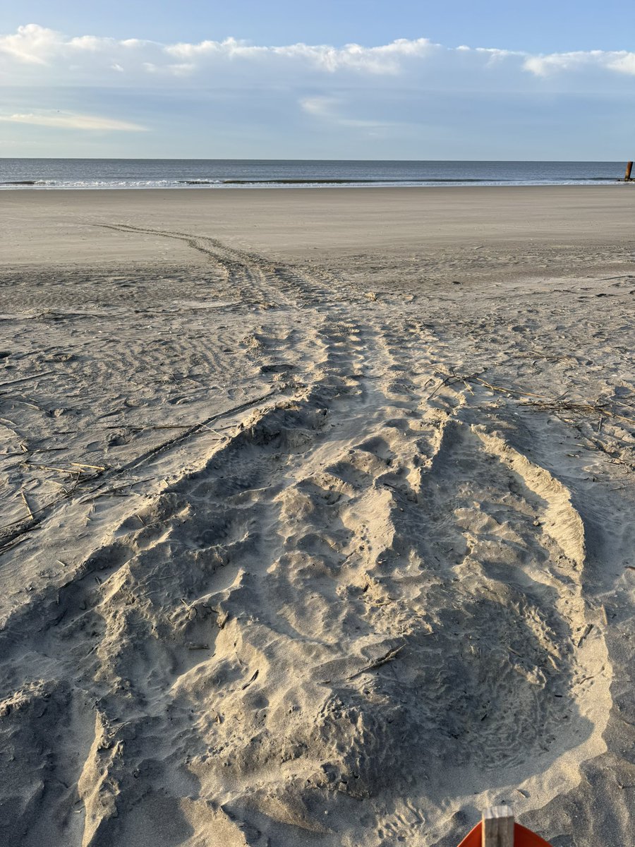 I’m so enamored with these sea turtles because they’re a very visible sign of life starting, a part of God’s creation that continues every year when the mamas lay their eggs

I love cemeteries, but that’s the end of life. So it’s a different place in the journey.

Fresh tracks…