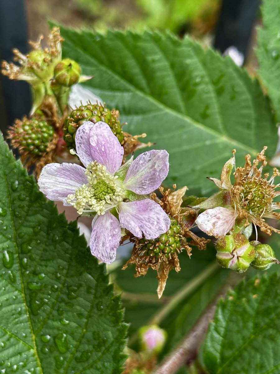 In celebration of #HaikuSaturday:

a blossom, shy buds
three berries a-ripening
soon summer tastes sweet

#haiku #poetry #blakberries #nature