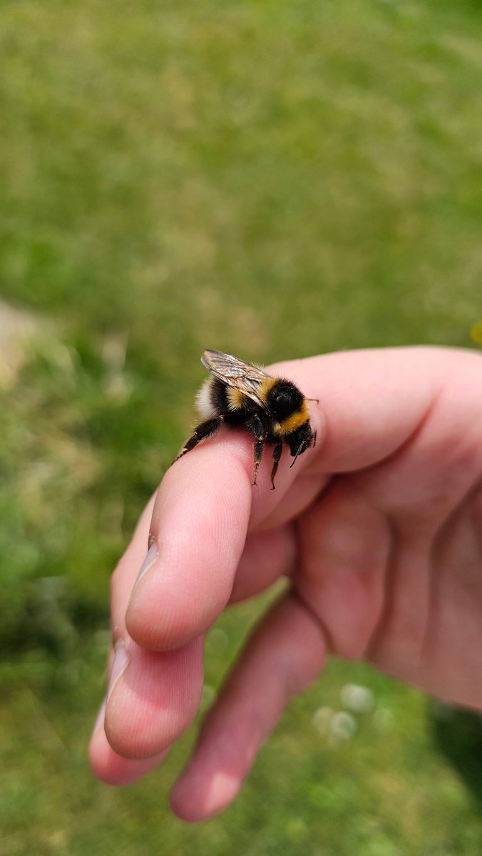 The <a href="/playrust/">Rust</a> graphic update is making the bees look so real boys