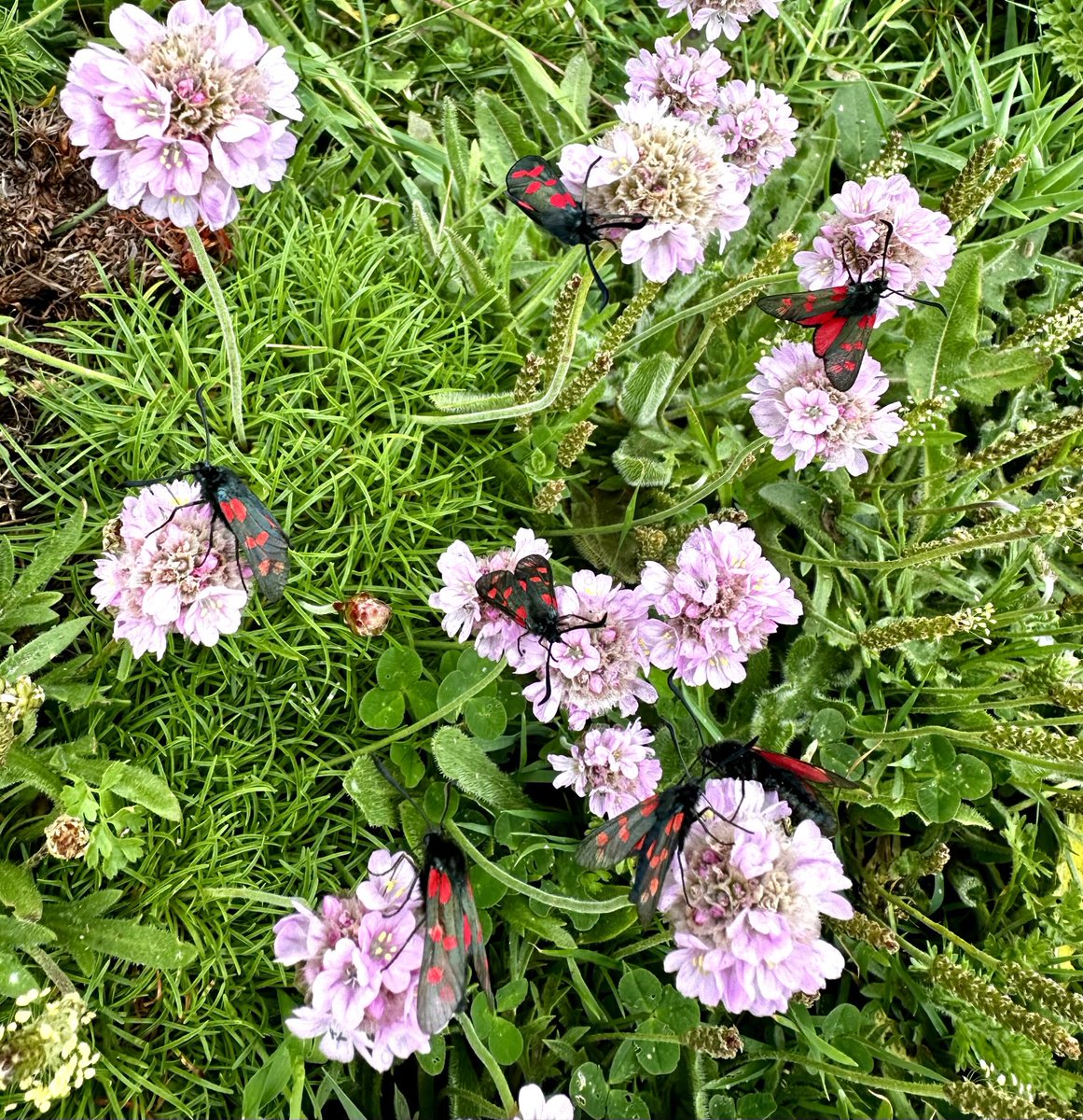 markdeeble1's tweet image. Didn’t see much for a mile this morning, then six 6 spot burnets appeared on a tiny clump of thrift!