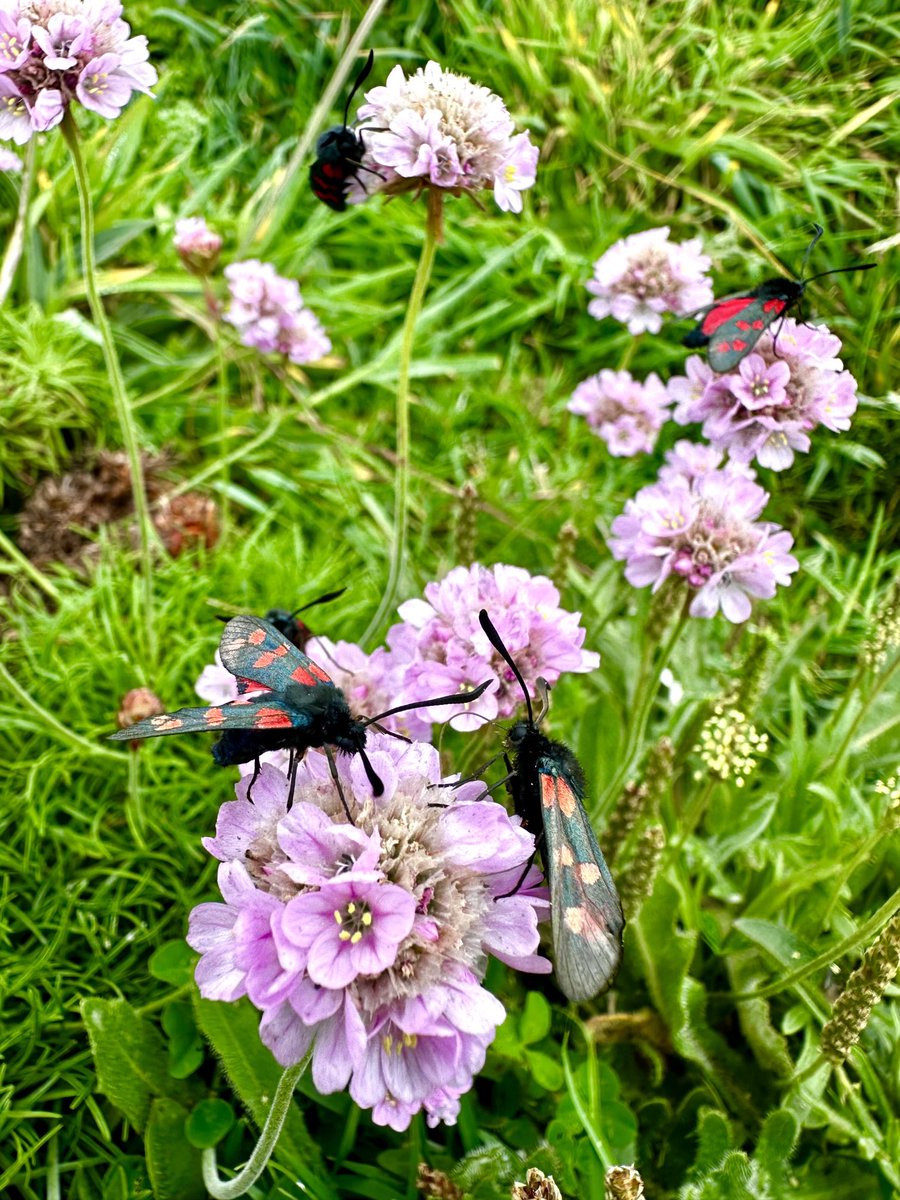 markdeeble1's tweet image. Didn’t see much for a mile this morning, then six 6 spot burnets appeared on a tiny clump of thrift!