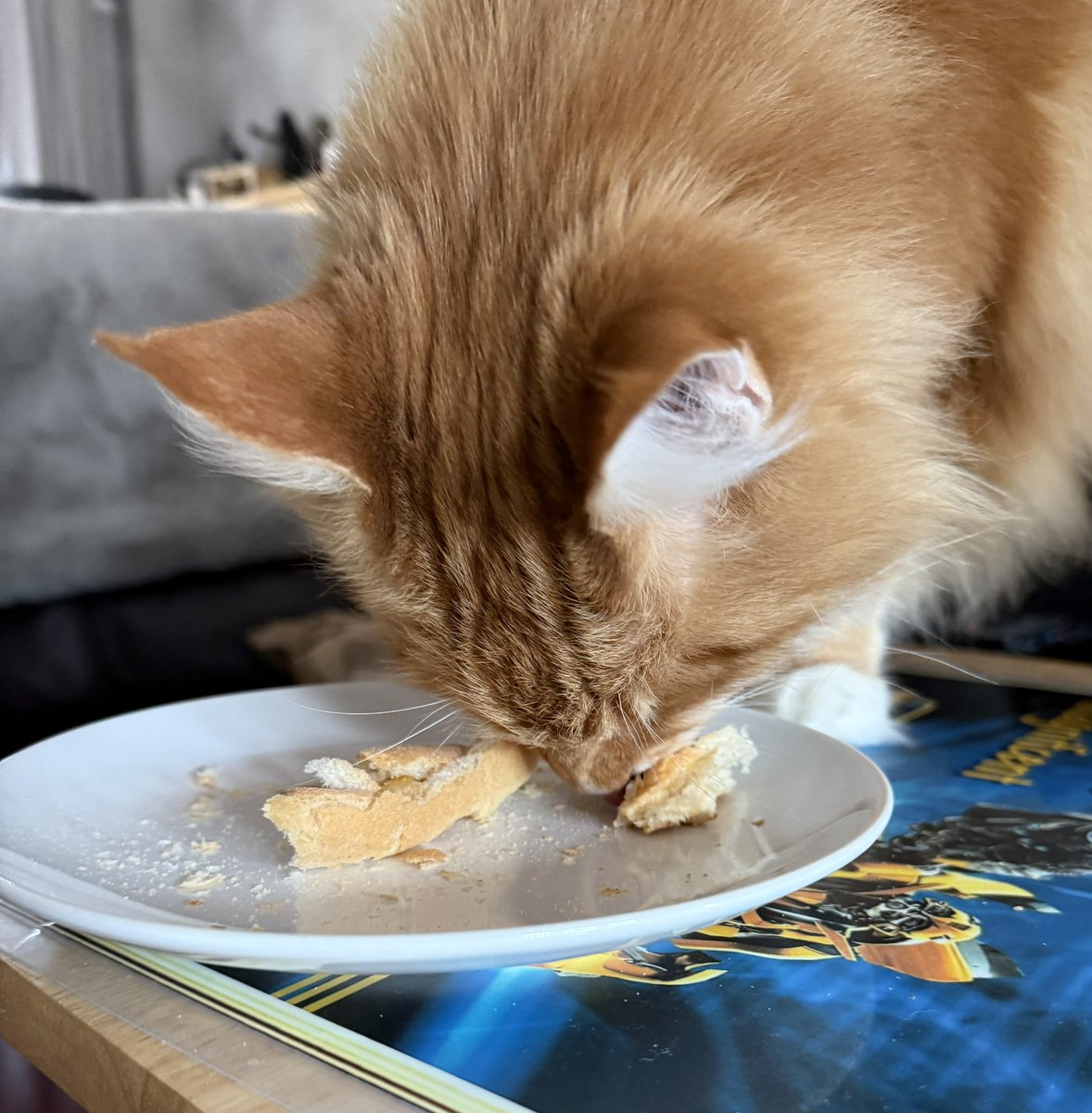 D: hey that’s my breakfast!
G: nom nom nom…no it’s not
D: well at least save some for me
G: you’re funny Dadmin, good one
D: crumbs it is then 😹😹

Happy #Caturday everyone! 😸😸🦁🦁 #teamfloof #CatsOfTwitter