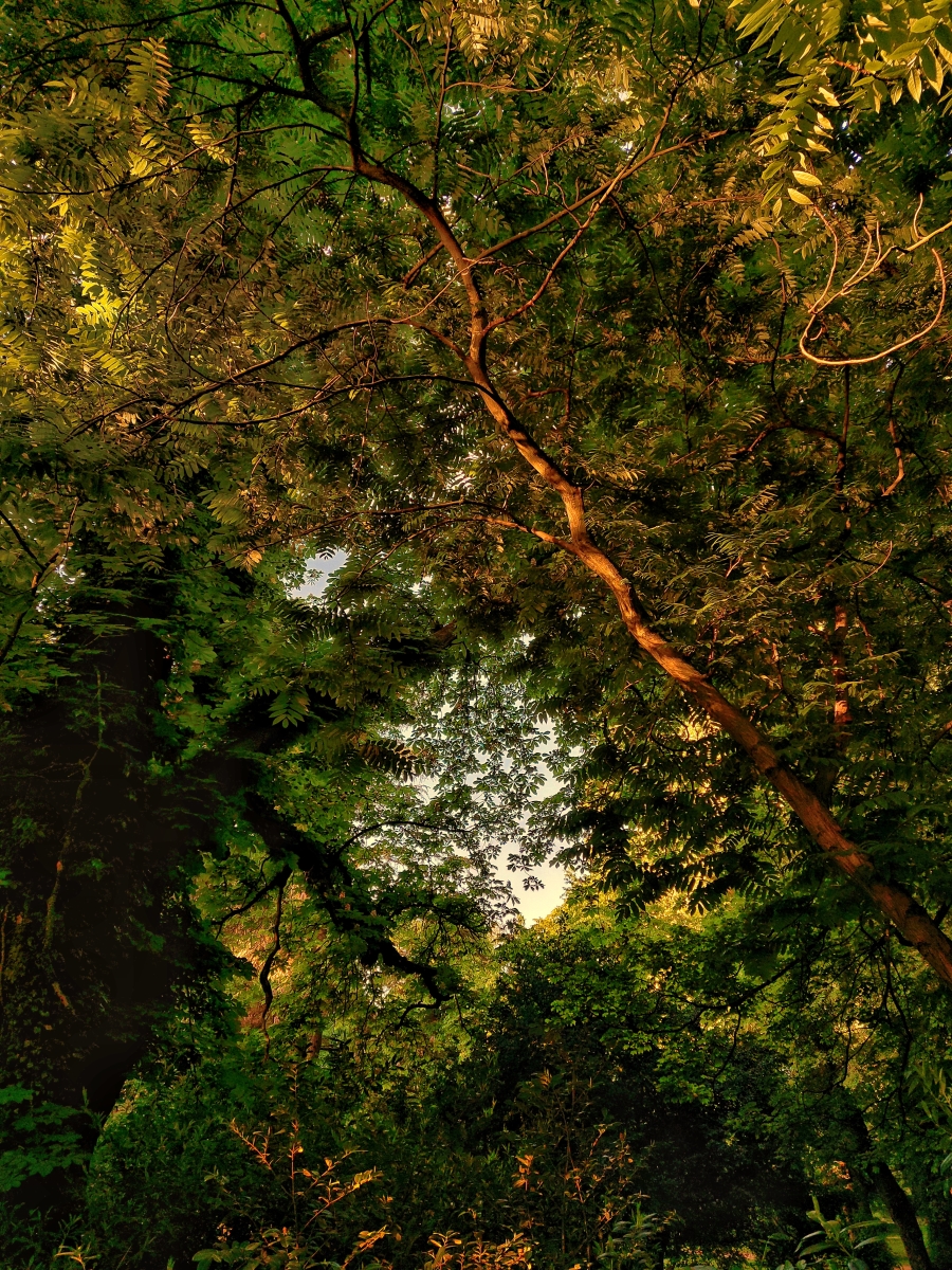 Ich schreibe es dir
von den elf Wahrheiten 
in den Wäldern,
die wir grüngeflügelt
durchdrangen,
von allem, was 
zwischen uns reicht,

ich schreibe es dir
von unserer
fortdauernden Reise,
trotzend Wind und Wetter,
überdauernd selbst
das Licht

Dirk Schulte
aus "Was du mir bist"