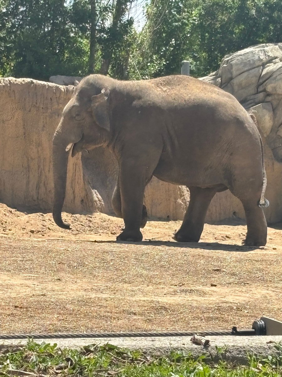 REMAXLEMD's tweet image. When in Denver...Go to the Zoo! From lions to lizards—saw it all and then some. Denver Zoo, you did not disappoint! 

#DenverZoo #ZooLife #WildlifeWonder #ColoradoAdventures #ZooLovers #AnimalFriends