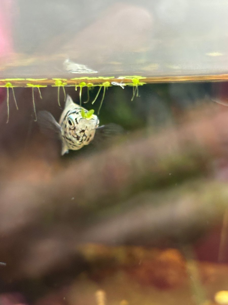 REMAXLEMD's tweet image. When in Denver...Go to the Zoo! From lions to lizards—saw it all and then some. Denver Zoo, you did not disappoint! 

#DenverZoo #ZooLife #WildlifeWonder #ColoradoAdventures #ZooLovers #AnimalFriends