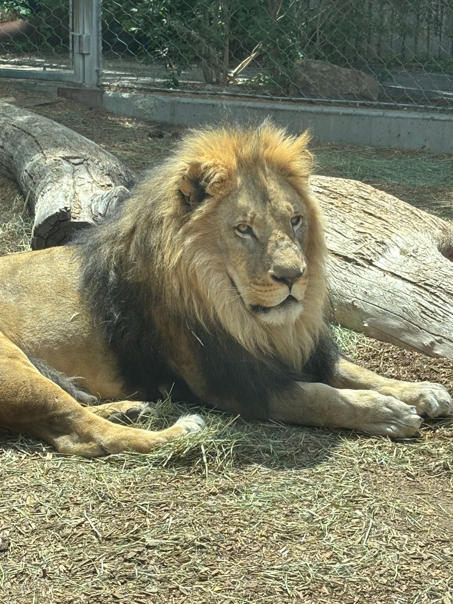 REMAXLEMD's tweet image. When in Denver...Go to the Zoo! From lions to lizards—saw it all and then some. Denver Zoo, you did not disappoint! 

#DenverZoo #ZooLife #WildlifeWonder #ColoradoAdventures #ZooLovers #AnimalFriends