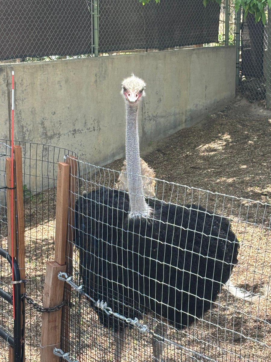 REMAXLEMD's tweet image. When in Denver...Go to the Zoo! From lions to lizards—saw it all and then some. Denver Zoo, you did not disappoint! 

#DenverZoo #ZooLife #WildlifeWonder #ColoradoAdventures #ZooLovers #AnimalFriends