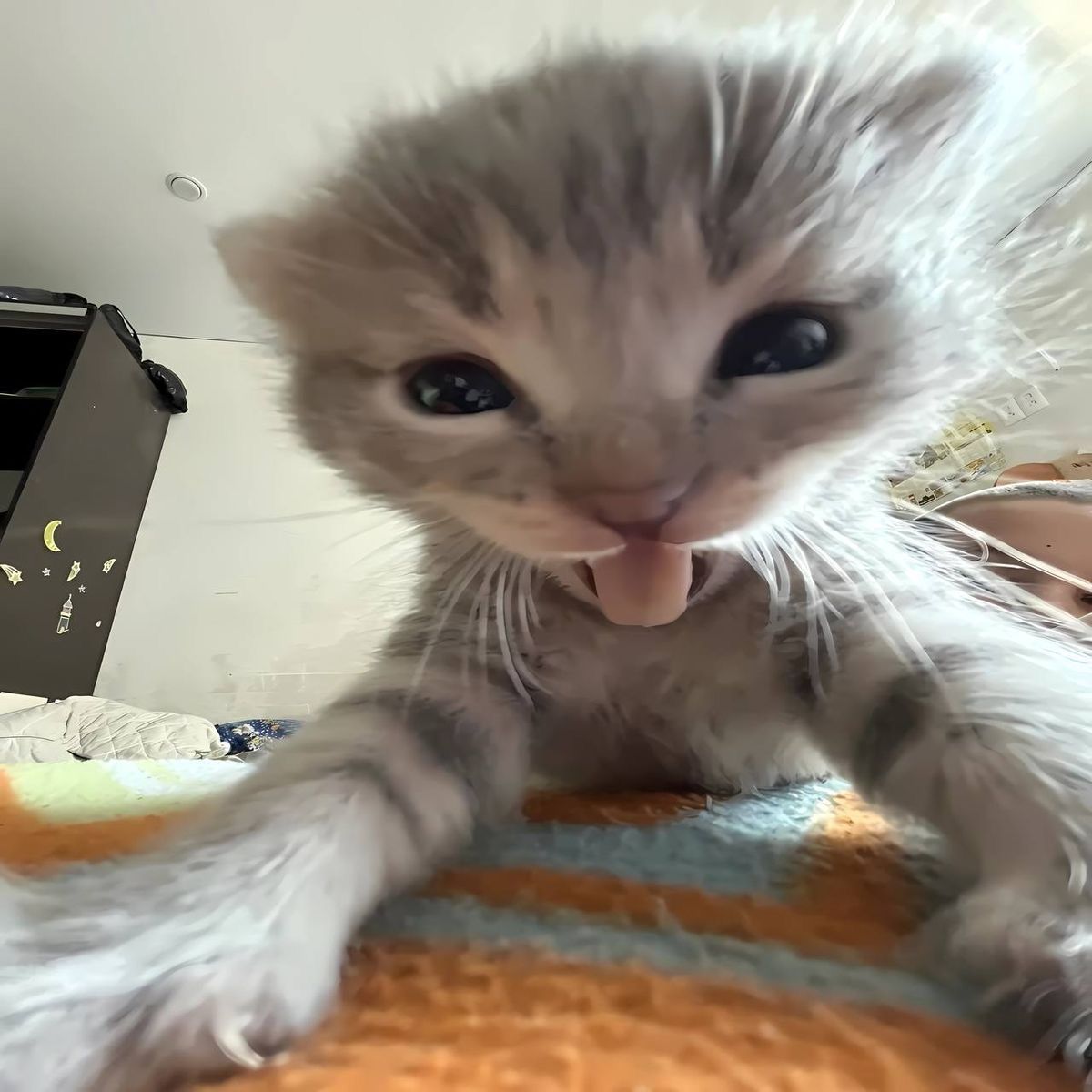 ShootaCat's tweet image. 