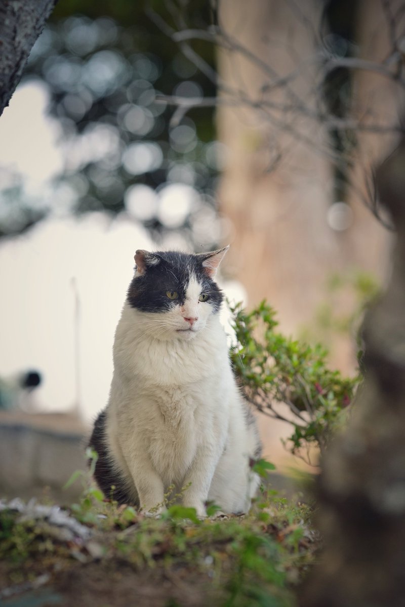 んな訳で猫撮るついでにめっちゃ蚊に刺されてきました
