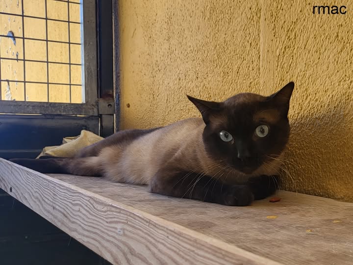 isabel esteve (@isagato62) on Twitter photo 🆘El TURUK🐱 busca família urgent🆘!
És una gat precios d'uns 3 anys. De moment es mostra porug amb les persones però a una casa segurament milloraria molt.rmac@santboi.cat o truca al tlf.: 93.640.57.14 T'espera ❤️! 🆘El TURUK🐱 busca família urgent🆘!
És una gat precios d'uns 3 anys. De moment es mostra porug amb les persones però a una casa segurament milloraria molt.rmac@santboi.cat o truca al tlf.: 93.640.57.14 T'espera ❤️!