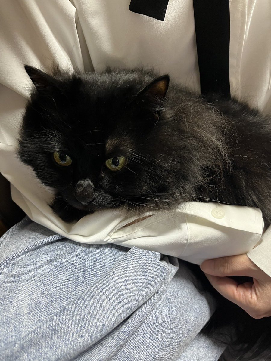 どうしても抱っこされたい猫