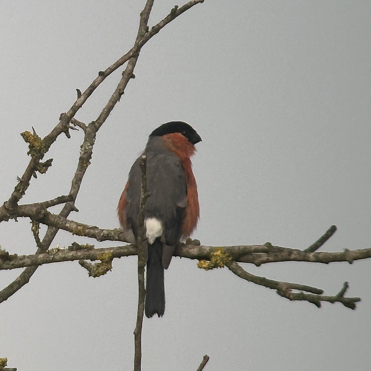 Beautiful am for final <a href="/_BTO/">BTO</a> Heathland Birds Survey in N Wilts. No targets (as expected), but great to get to know a different area throughout spring. 44 sp. over 3 visits. Abundant Yellowhammer, Mipit, Corn Bunting, Whitethroat, RL Partridge &amp; Red Kite. V. enjoyable! <a href="/BTO_Wilts/">BTO Wiltshire</a>