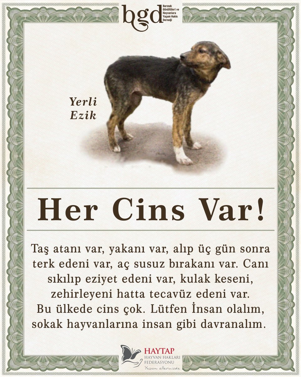 Her Cins Var!