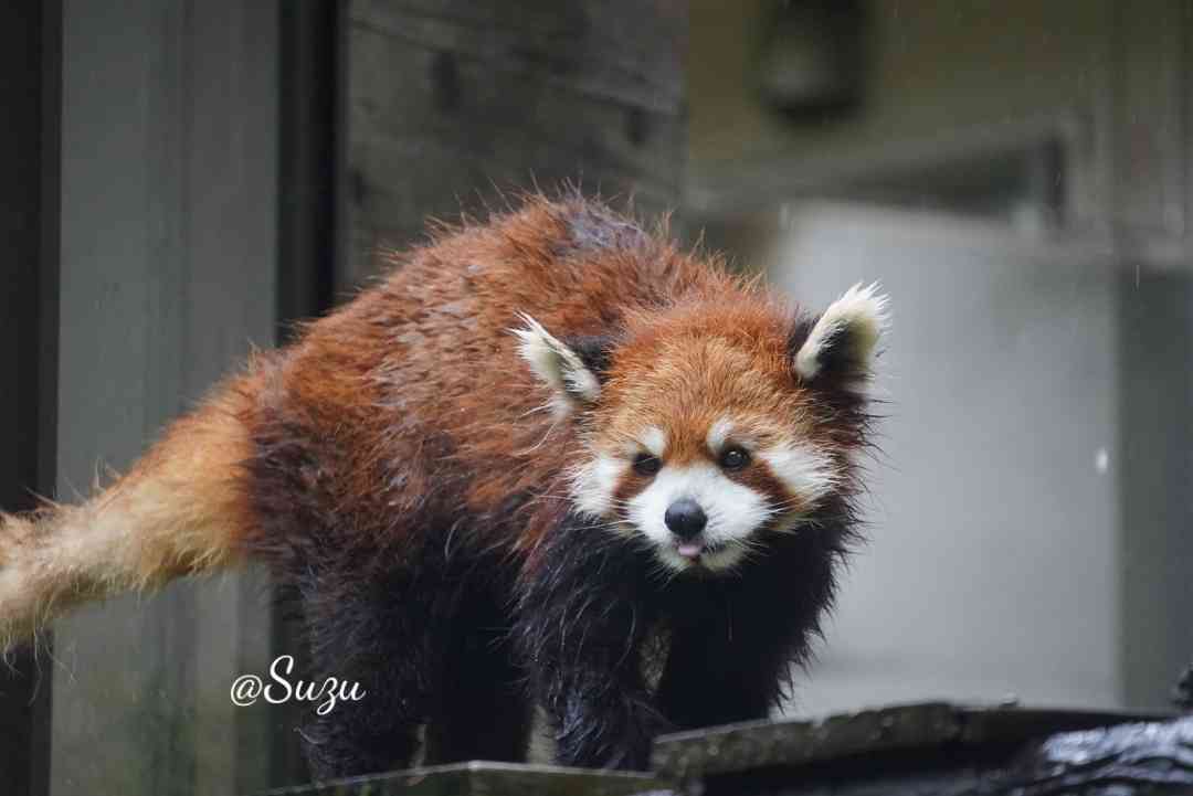 今日の千葉動

☔のなか屋外でお昼寝してたから全身びしょ濡れでトゲトゲのみいちゃん

📷2025.05
#千葉市動物公園 #レッサーパンダ