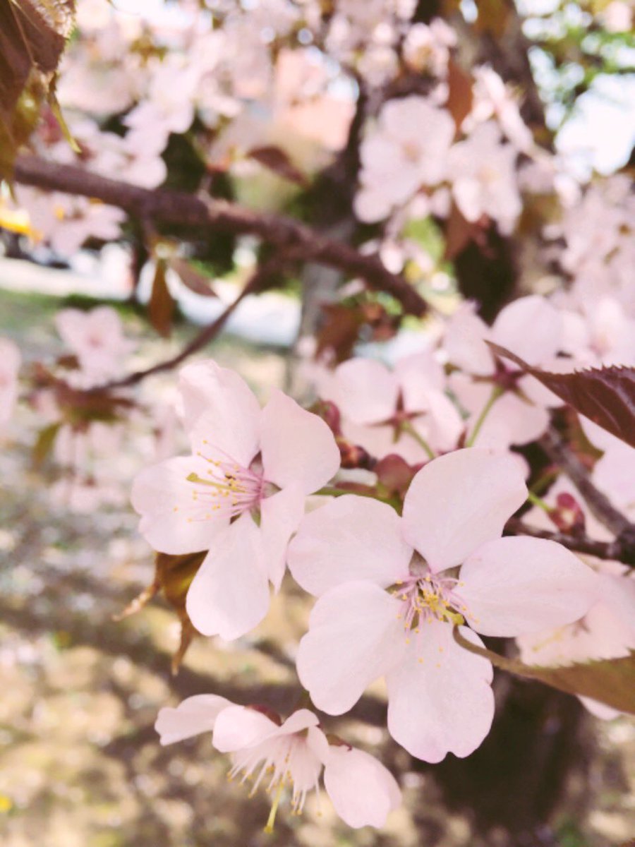 #オーカプロジェクト 
桜チーム千秋楽でした！！
連日満席で本当にありがとうございます。
想いよ〜届け〜！！

いよいよ明日は舞台『#蜉蝣一期 』
大千穐楽を迎えます。
どうか見届けて下さい！