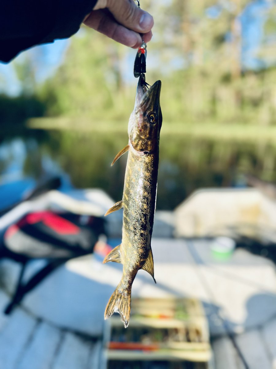 Nice day for fishing ain’t!? Just landed my personal best northern pike! Tonight we feast! 😂🎣