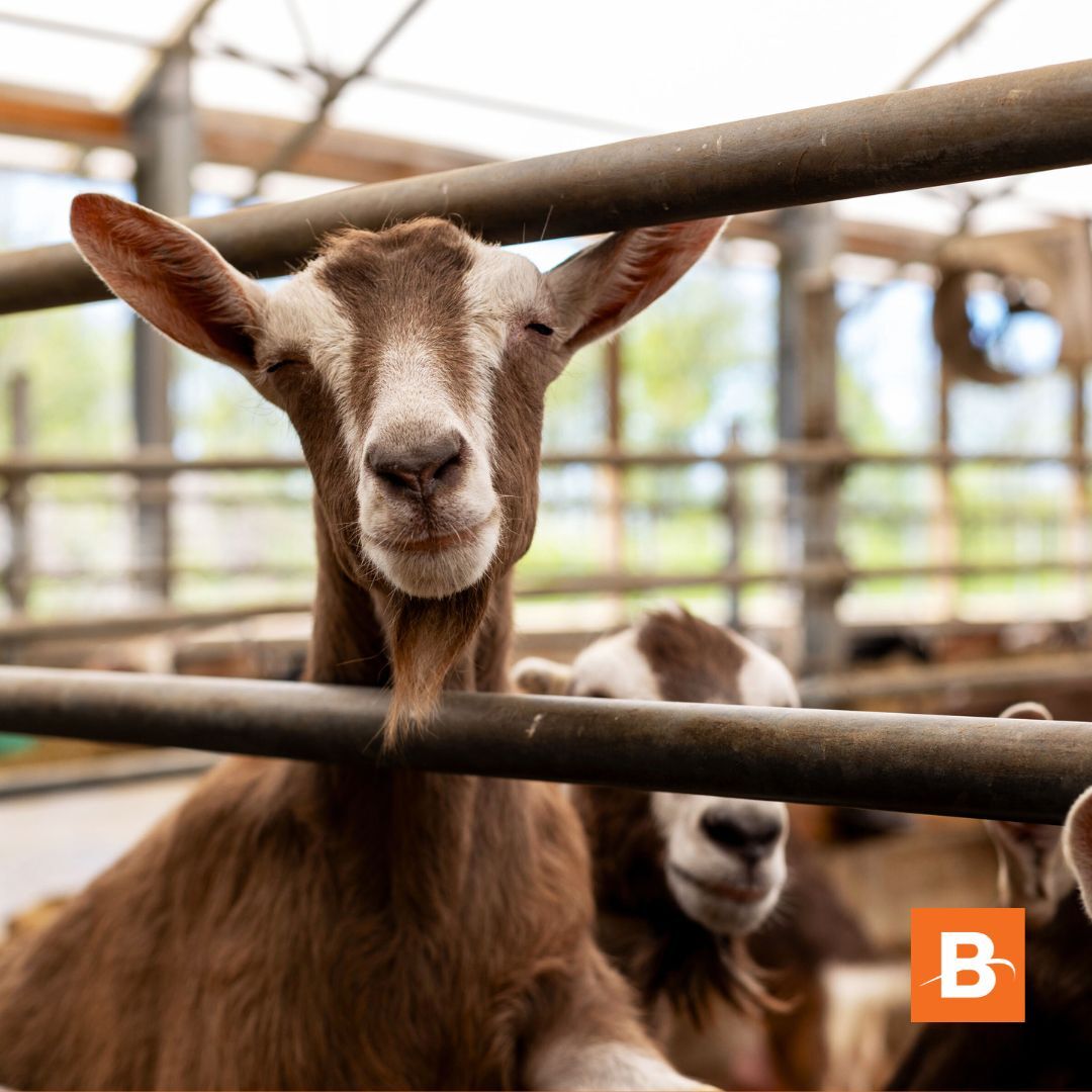POV: You just upped your barn game with a Britespan, and the animals (especially this guy! 😉) can't stop smiling about it!

#NationalSmileDay #BarnUpgrade #Britespan