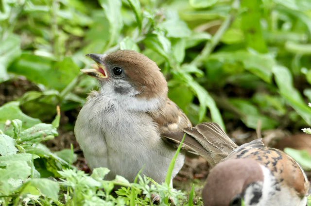 うわーおいちい❗️

#ちゅん活 #すずめ #鳥好きさんと繋がりたい #子ちゅん #こんばんは #sparrow #birdwatching