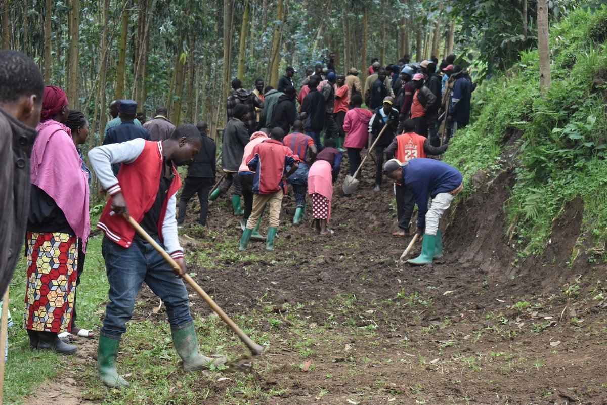 Nyabihu District (@nyabihudistrict) on Twitter photo Guverineri wa <a href="/RwandaWest/">Western Province I Rwanda</a> , Ntibitura Jean Bosco ari kumwe n'Abadepite muri <a href="/RwandaParliamnt/">Rwanda Parliament</a> , abahagarariye inzego z'umutekano, bifatanyije n'abaturage b'Akarere ka #Nyabihu, Umurenge wa Karago, Akagari ka Cyamabuye, mu muganda ngarukakwezi usoza Gicurasi 2025. Guverineri wa <a href="/RwandaWest/">Western Province I Rwanda</a> , Ntibitura Jean Bosco ari kumwe n'Abadepite muri <a href="/RwandaParliamnt/">Rwanda Parliament</a> , abahagarariye inzego z'umutekano, bifatanyije n'abaturage b'Akarere ka #Nyabihu, Umurenge wa Karago, Akagari ka Cyamabuye, mu muganda ngarukakwezi usoza Gicurasi 2025.