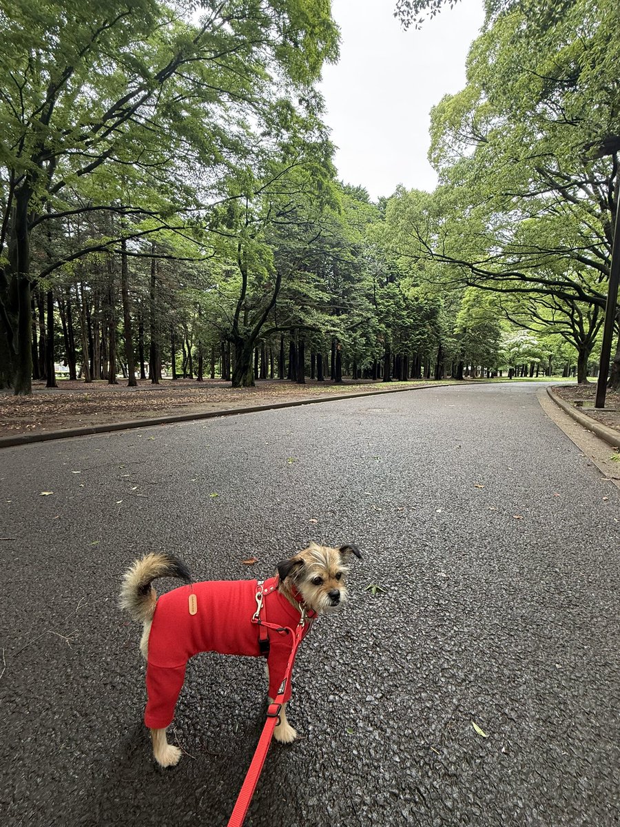 晩ごはんはぁ〜、カリフローレのスープ。もうずっと香りがしてきて、うずめはドア前でヒュンヒュン言ってたのよぉ〜。ご飯前に一口いただきました✌️たいの昆布締め。豚肉の味噌漬け。春菊のかき揚げ。夕方に雨が止んだので遅めのお散歩。