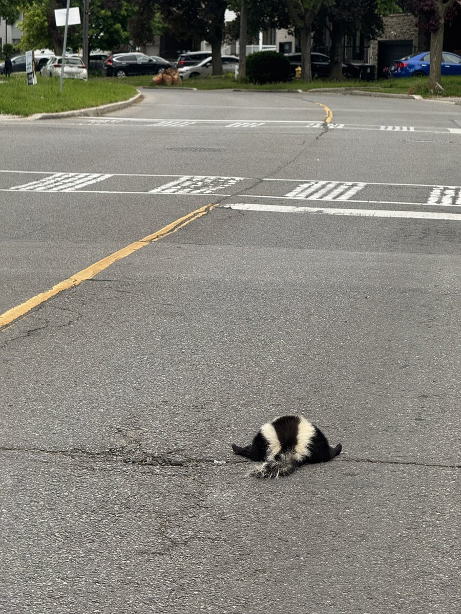 MaxKing100 🍁 tweet media