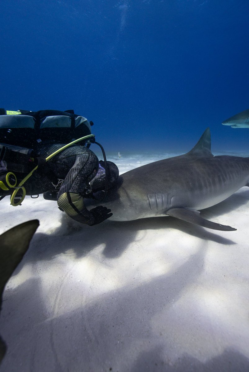 They’re not monsters. They’re misunderstood. 🦈💙 #TigerSharkLove