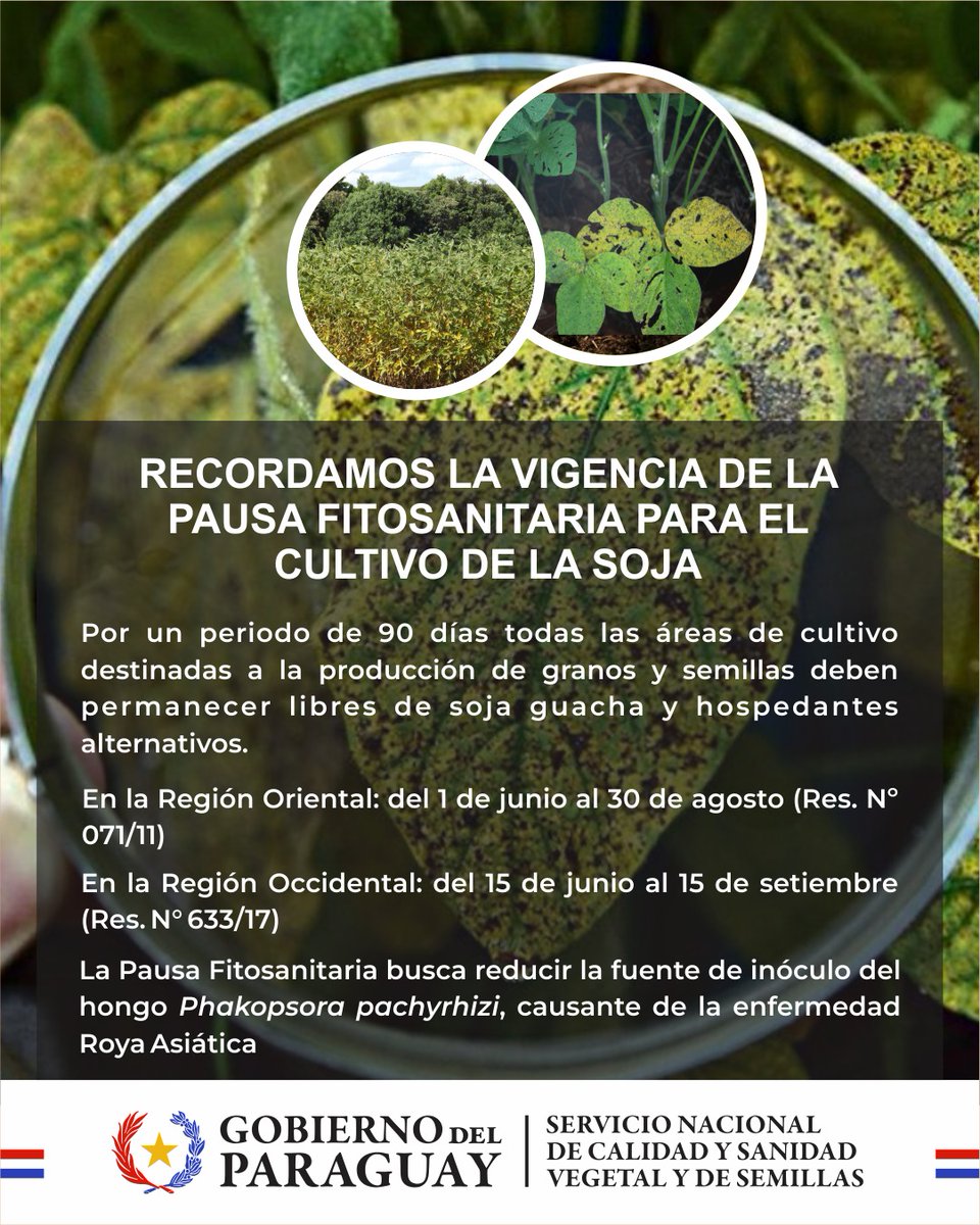 📌Pausa Fitosanitaria para el cultivo de soja

🔸El #SENAVE recuerda la plena vigencia de la Pausa Fitosanitaria, con el objetivo de minimizar los efectos del ataque de la Roya Asiática de la Soja (Phakopsora pachyrhizi).

Lea más: 🔗 shorturl.at/D8g3i